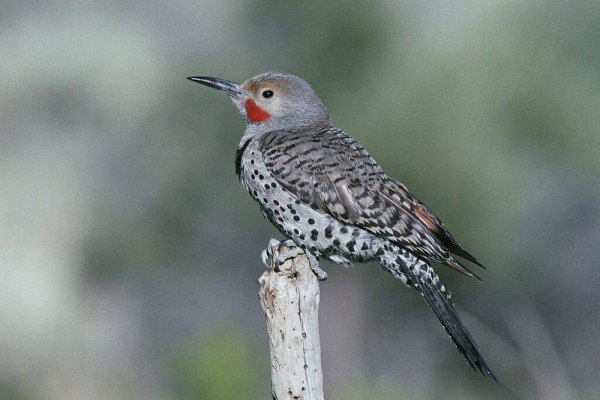 5 Spesies Betet Cantik dari Genus Colaptes yang Berkeliaran di Bolivia