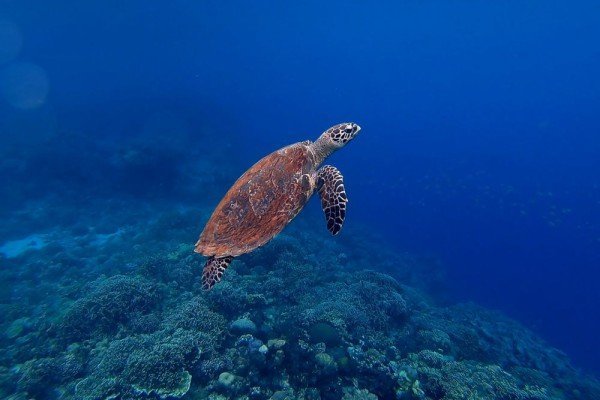 5 Spesies Penyu Terlindungi di Taman Nasional Meru Betiri: Tempat Perlindungan Mereka