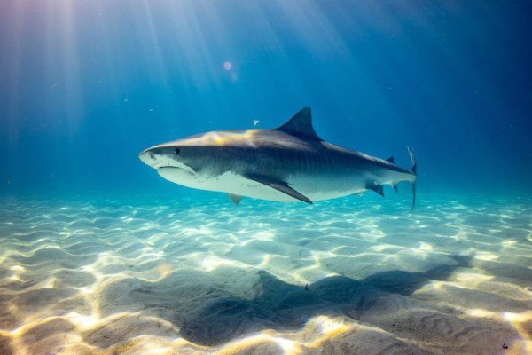 5 Mitos tentang Ikan Hiu yang Salah Diketahui, Lebih Baik dari Yang Dipikirkan dalam Film Hollywood!