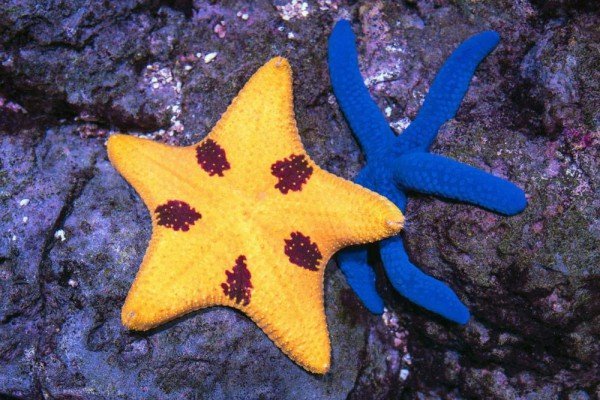 4 Fakta Menarik Tentang Bagaimana Bintang Laut Berburu Makanannya