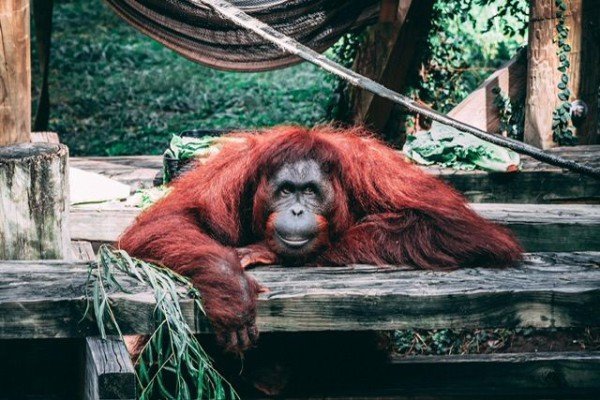 7 Hewan di Indonesia yang Jago Menikmati Ketenangan, Bahagia Sendirian