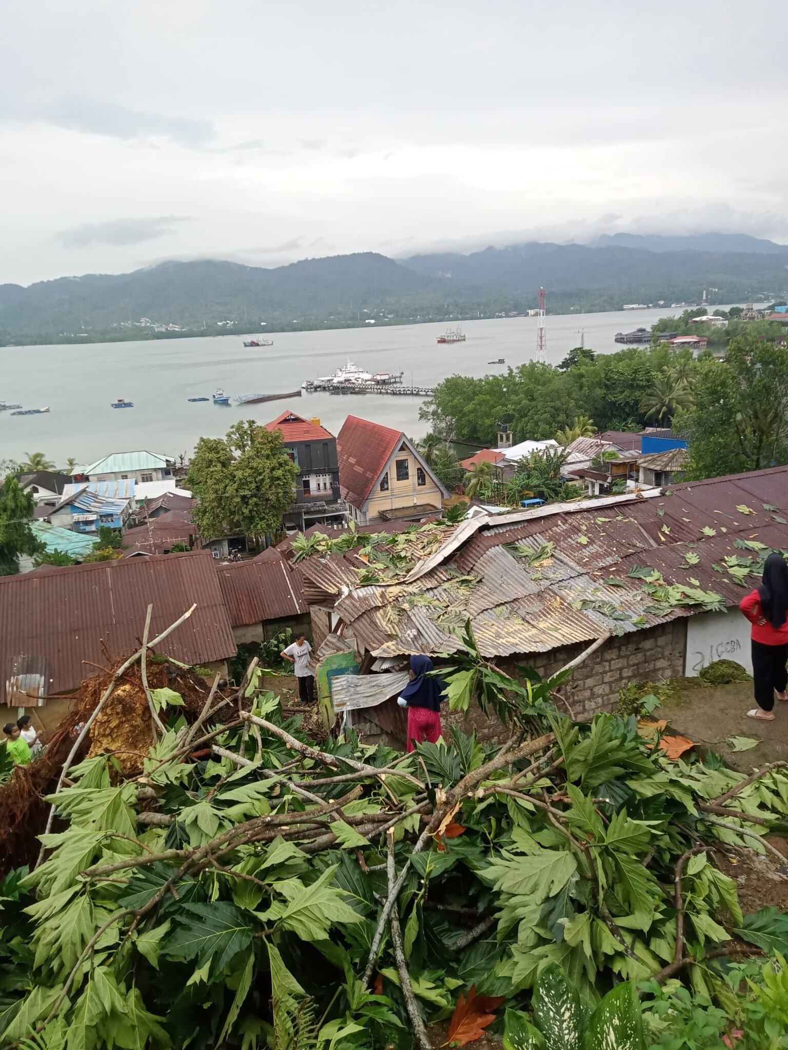 Hujan Lebat Disertai Angin Kencang Akibatkan Pohon Tumbang