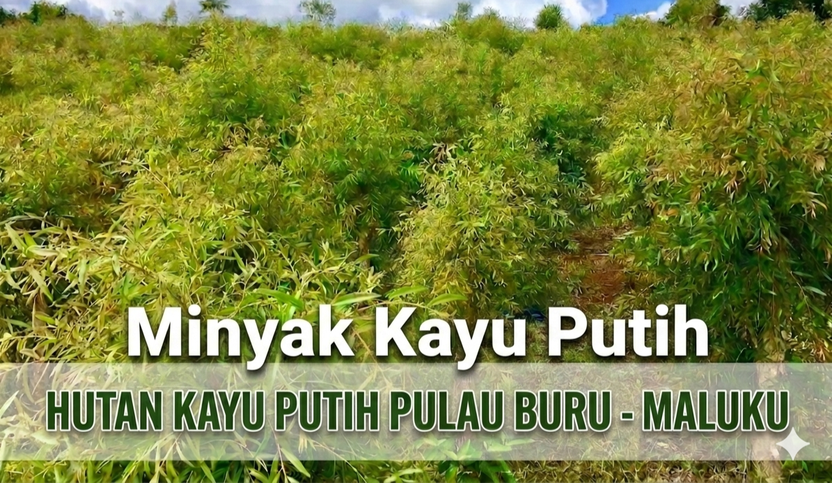 Khasiat Minyak Kayu Putih Pulau Buru: Warisan Hutan, Kearifan Leluhur