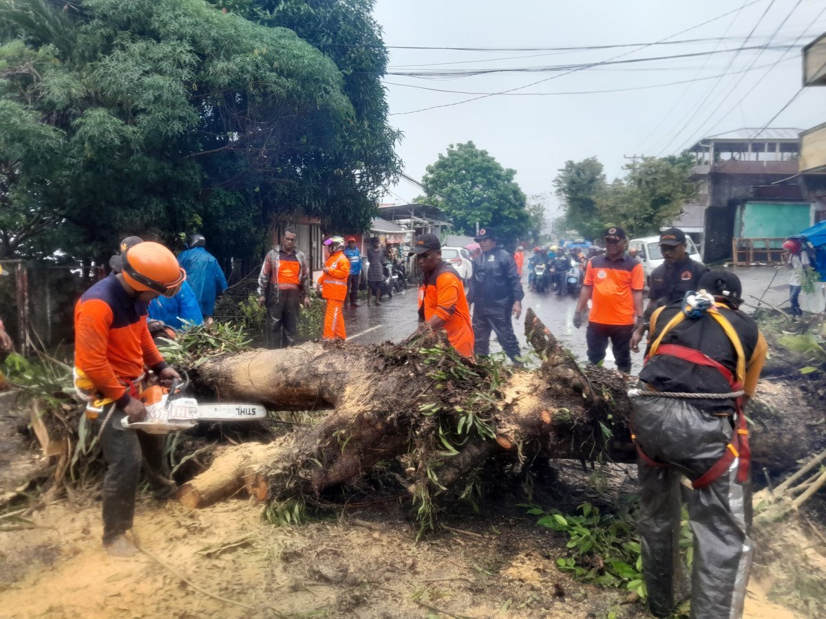 Pemkot Ambon Lakukan Penebangan Pohon untuk Keselamatan Warga