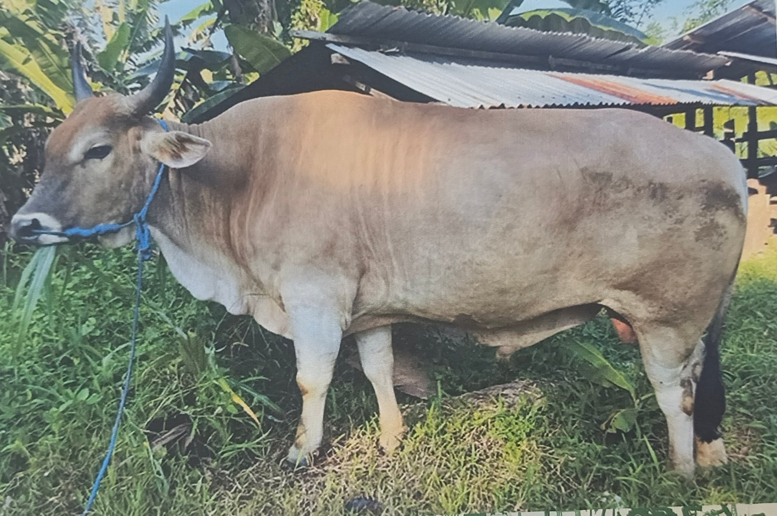Presiden Prabowo dan Gubernur Maluku Bantu Sapi Kurban Bagi Masyarakat
